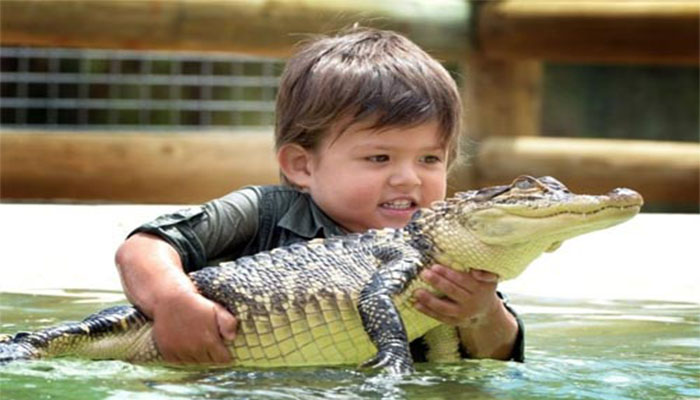 Mơ thấy cố gắng giết cá sấu