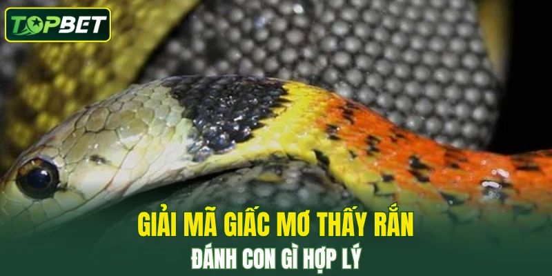 Giải mã giấc mơ thấy rắn đánh con gì hợp lý