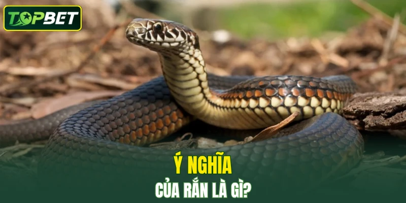 Ý nghĩa của rắn là gì?