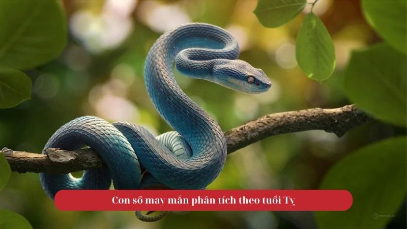 Tử vi tuổi Tỵ ngày 13/09/2025