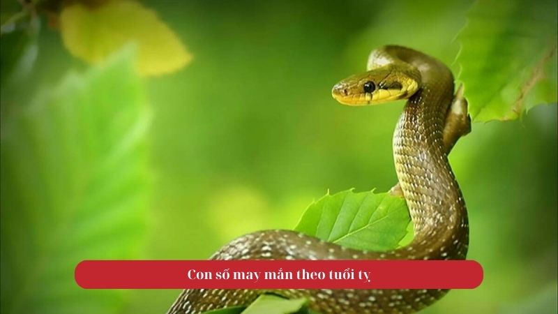 Tử vi tuổi Tỵ ngày 25/09/2025