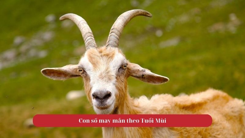 Con số may mắn theo Tuổi Mùi
