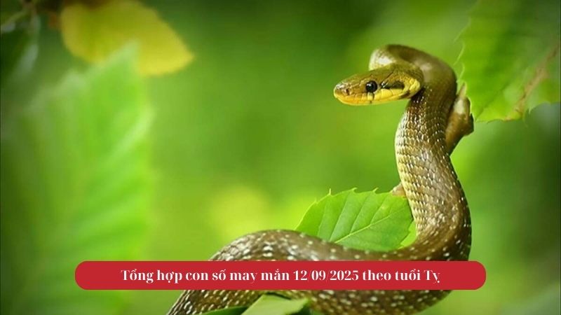 Tử vi tuổi Tỵ trong ngày 12/09/2025