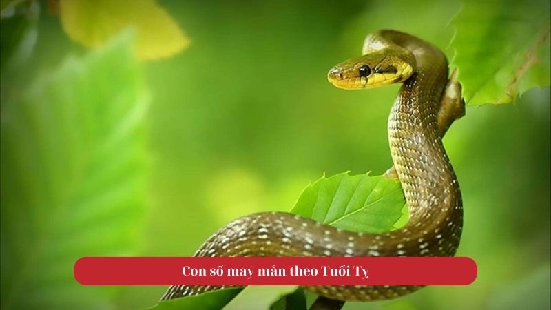 Tử vi tuổi Tỵ ngày 04/10/2025