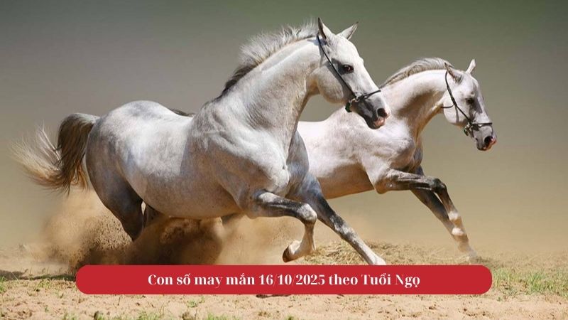 Tử vi tuổi Ngọ ngày 16/10/2025