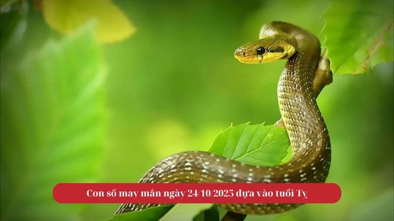 Con số may mắn tuổi Tỵ