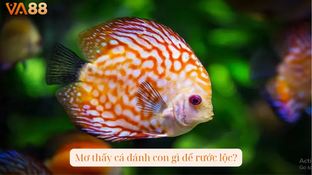 Mơ thấy cá đánh con gì để rước lộc?