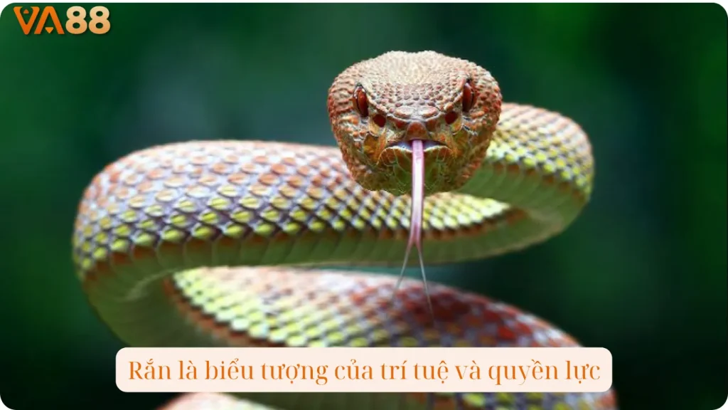 Rắn là biểu tượng của trí tuệ và quyền lực