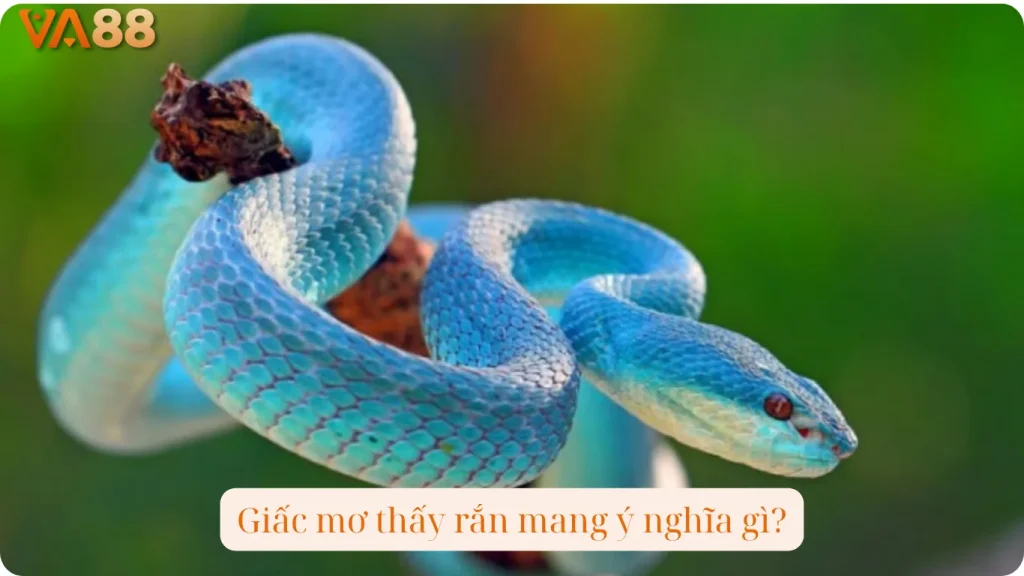Giấc mơ thấy rắn mang ý nghĩa gì?