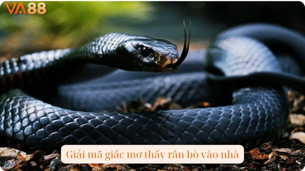 Giải mã giấc mơ thấy rắn bò vào nhà