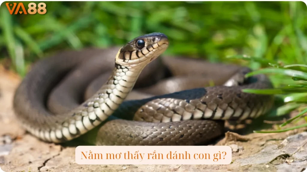 Nằm mơ thấy rắn đánh con gì?