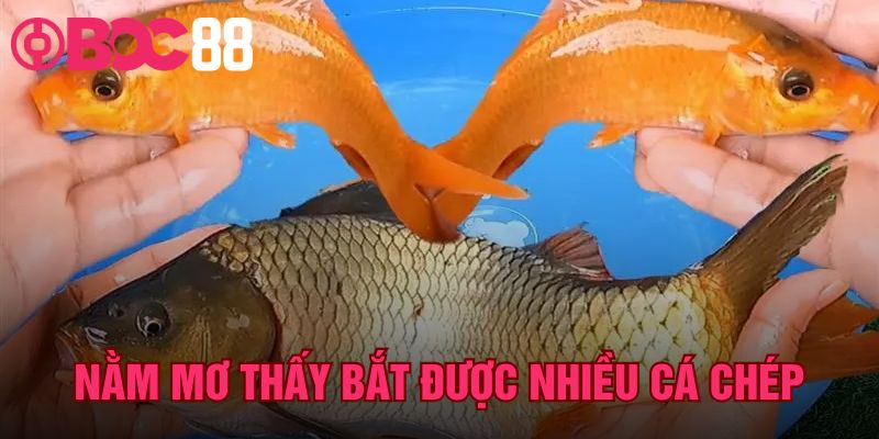 Nằm Mơ Thấy Bắt Được Nhiều Cá Chép – Đánh Con Gì Trúng?