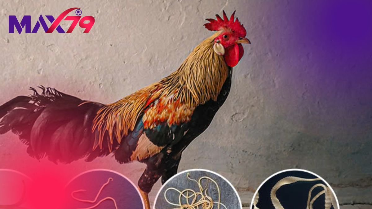 Các dấu hiệu cảnh báo cần xổ lãi cho gà ngay