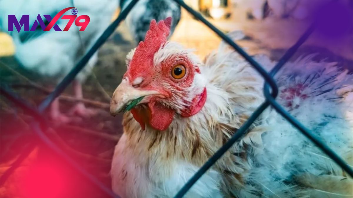 Tiêm vaccine và vệ sinh chuồng trại để phòng bệnh hiệu quả