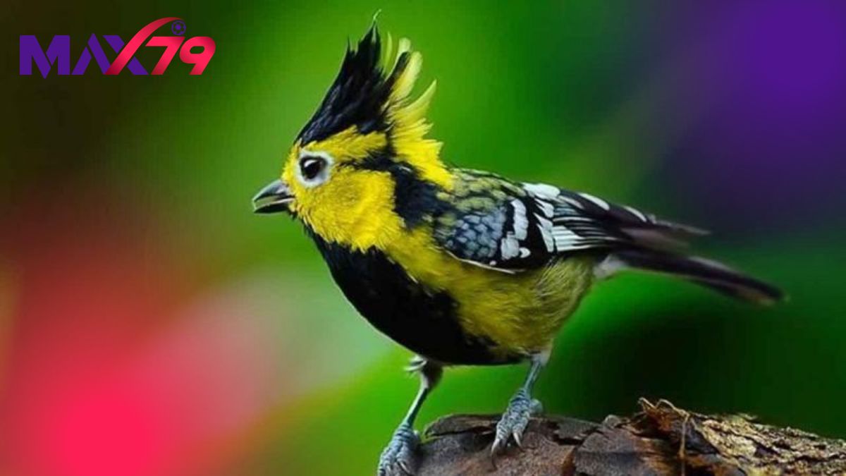 Những giống gà kiểng sở hữu vẻ đẹp độc nhất