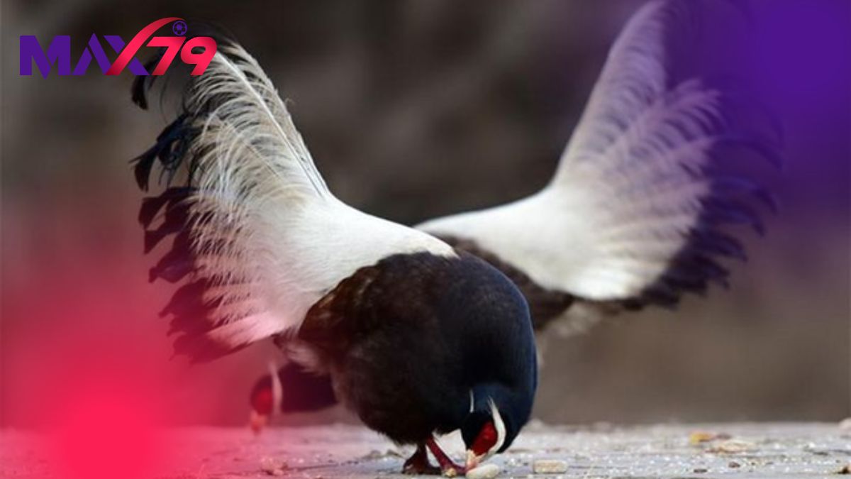 Các giống gà nòi hiếm với ngoại hình độc nhất vô nhị