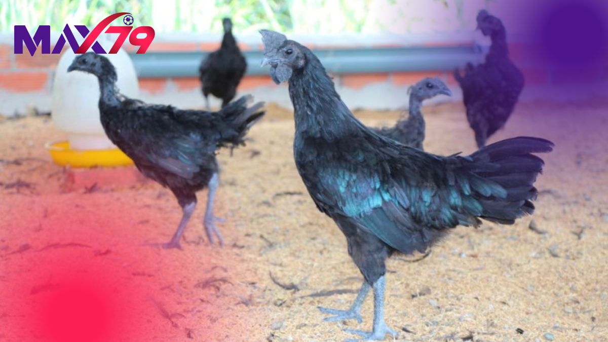 Các giống gà nòi hiếm bản địa biểu tượng văn hóa Việt Nam