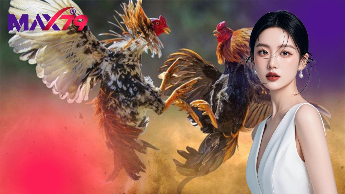 Cách Chọn Gà Đá Luôn Thắng | Bí Quyết Từ Sư Kê MAX79