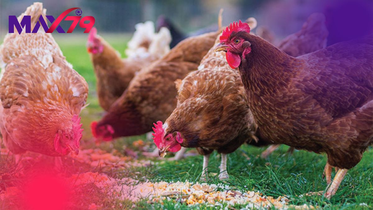 Những lưu ý khi dùng thuốc xổ giun cho gà chọi