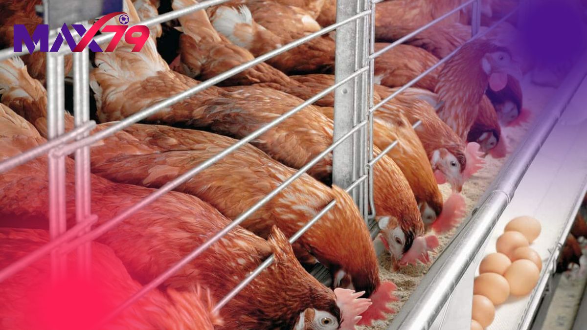 Giữ vệ sinh và dinh dưỡng sau khi xổ lãi cho gà