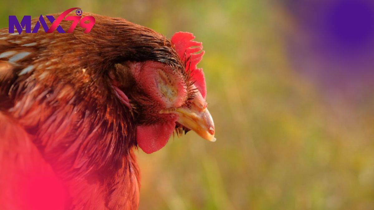 Nhận diện nguyên nhân chính xác khi gà bị sổ mũi