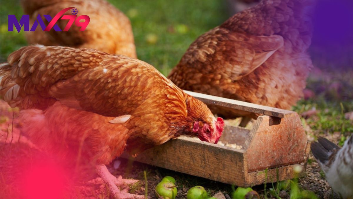 Công thức dinh dưỡng riêng biệt cho từng mục đích chăn nuôi