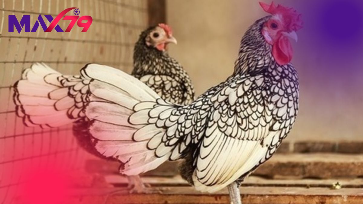 Giống Gà Đẹp | Top Các Giống Chim Kiểng Bắt Mắt Nhất