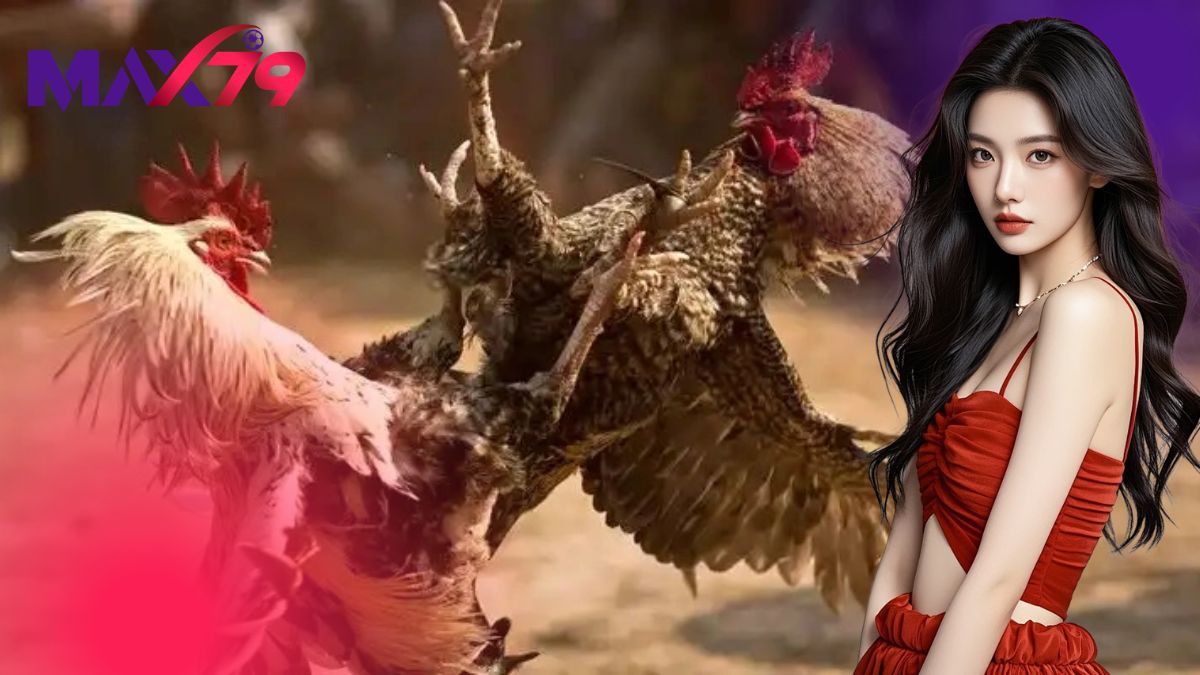 Kinh Nghiệm Đá Gà Cựa Sắt - Lộ Trình Chuẩn Từ Sư Kê MAX79