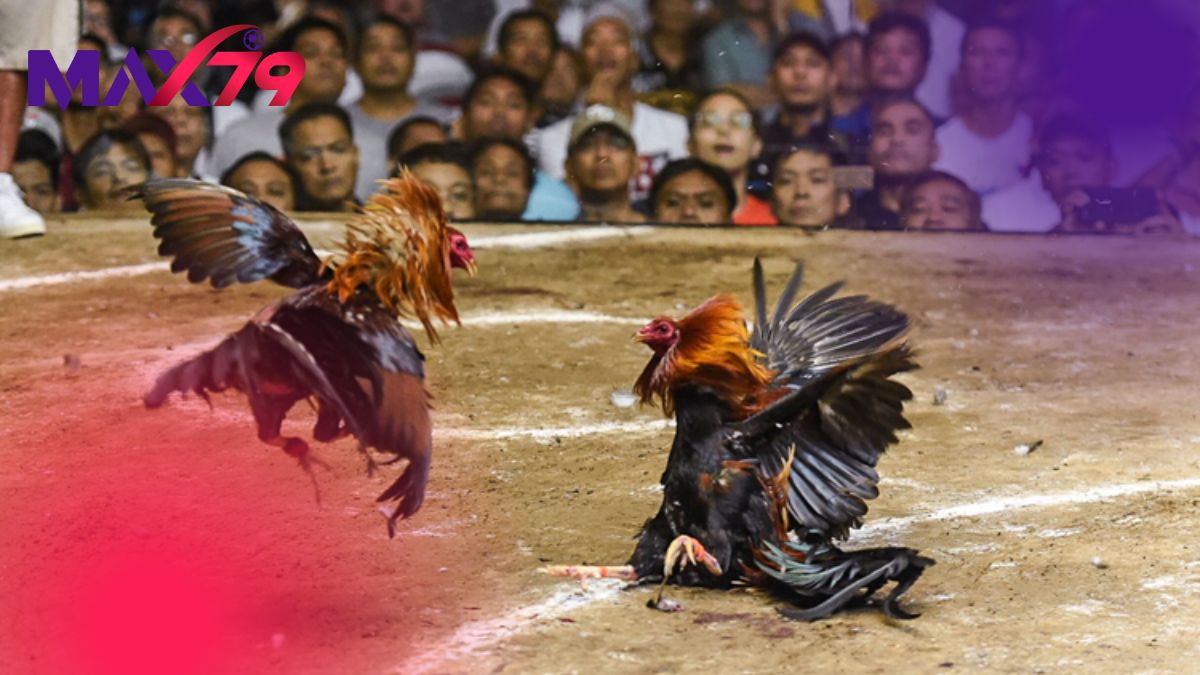 Vào nghệ đúng cách giúp da gà dày và săn chắc