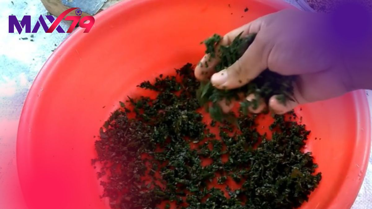 Lịch dùng thuốc xổ giun cho gà theo từng giai đoạn