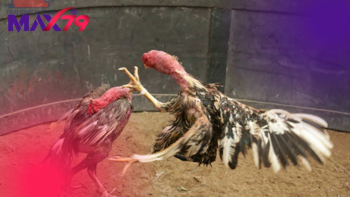 Tướng mạo tổng thể hài hòa nền tảng chọn kê hay