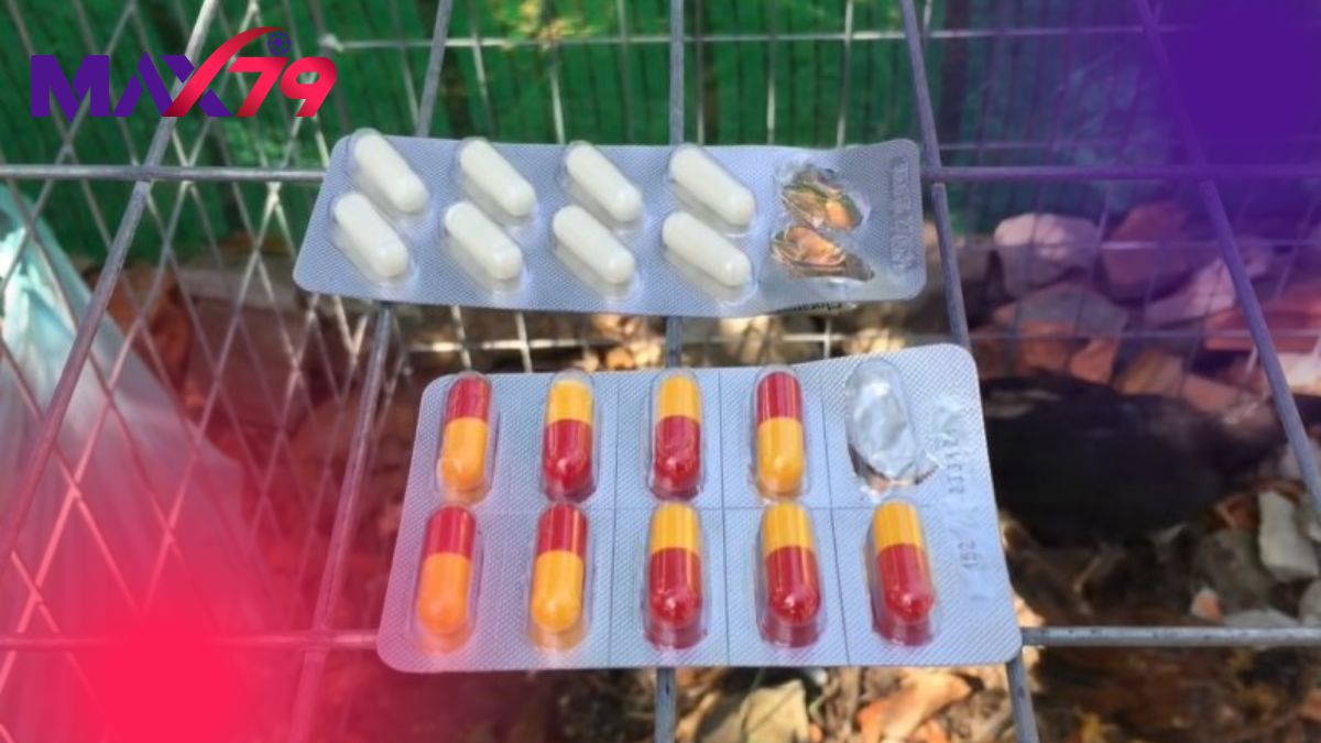 Phác đồ chuẩn trị dứt điểm tình trạng gà bị sổ mũi