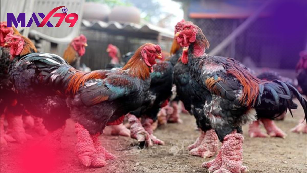 Phân loại giá trị sử dụng từ thịt đặc sản đến sưu tầm gen