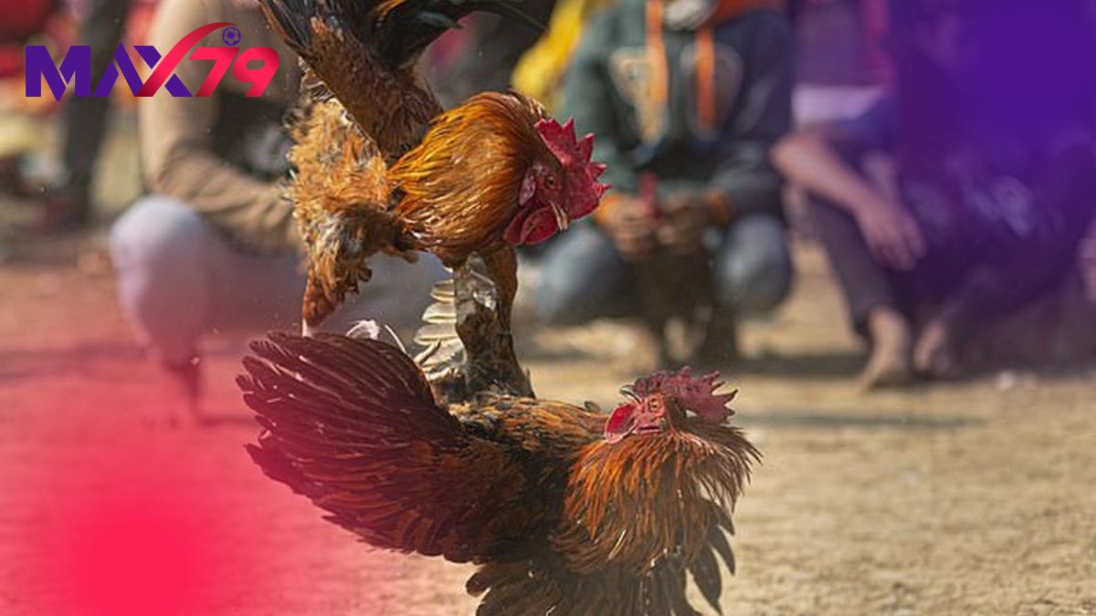 Dấu hiệu nhận biết các bệnh lý thường gặp ở gà đá