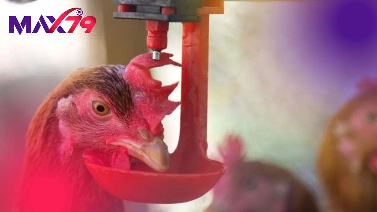 Các bước thực hiện xổ lãi cho gà chuẩn khoa học