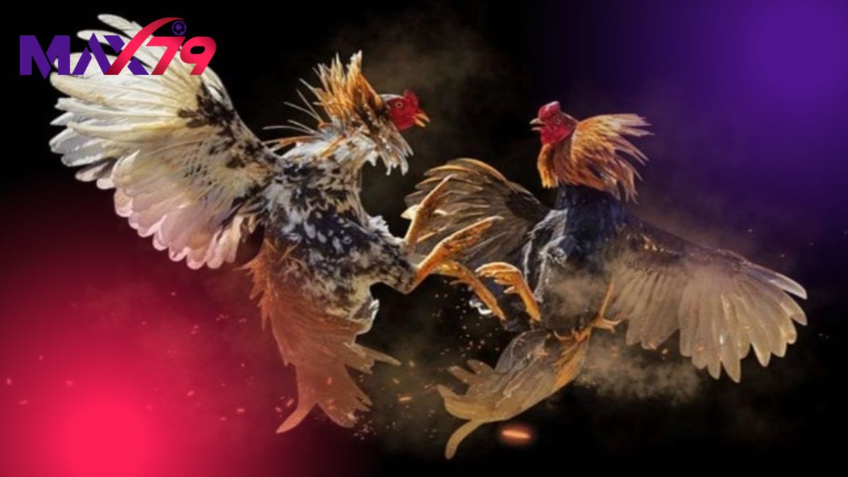 Phân biệt sức mạnh hai dòng gà Mỹ và Asil phổ biến