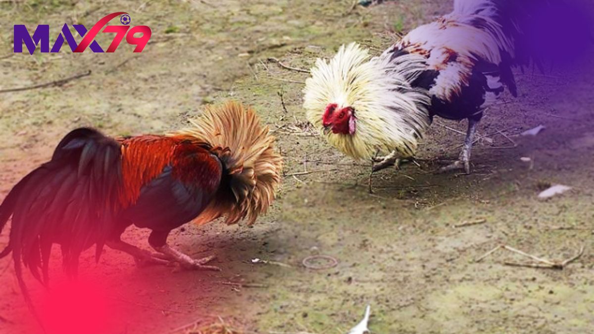 Tông dòng tốt bảo chứng gen trội và lối đá lì đòn