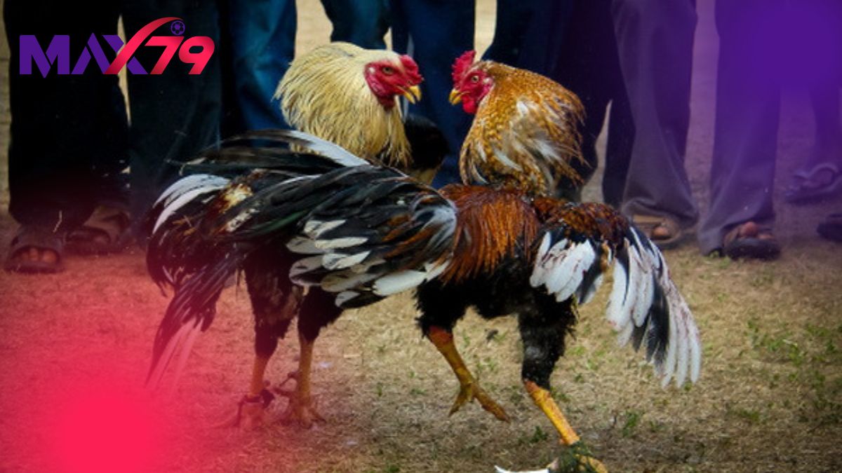 Những màn so tài bạc tỷ định danh các sư kê lừng lẫy